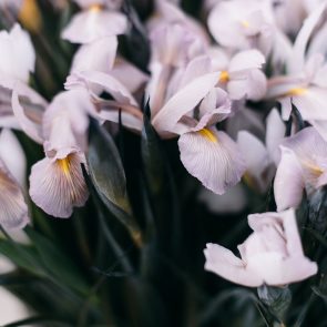iris farfalle rare fiorista online